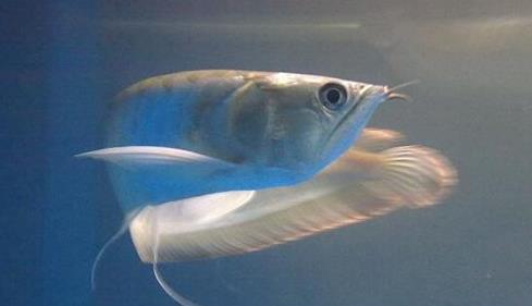 十種適合家養(yǎng)的魚排名,琉金金魚抗病力強(qiáng),泰國斗魚可單獨(dú)喂養(yǎng)