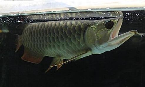 十種適合家養(yǎng)的魚排名,琉金金魚抗病力強(qiáng),泰國斗魚可單獨(dú)喂養(yǎng)