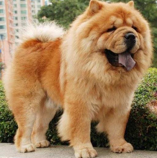 十大適合家養(yǎng)的中型狗排名,邊境牧羊犬最出名,哈士奇很搞笑