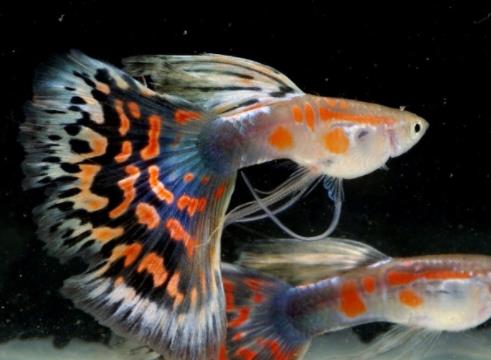 十種適合家養(yǎng)的魚排名,琉金金魚抗病力強(qiáng),泰國斗魚可單獨(dú)喂養(yǎng)