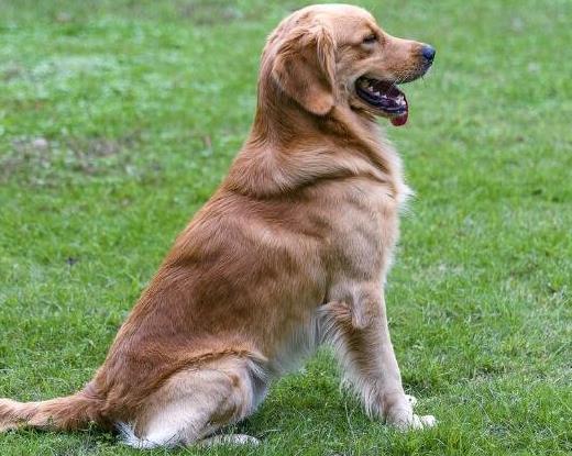 十大適合家養(yǎng)的中型狗排名,邊境牧羊犬最出名,哈士奇很搞笑