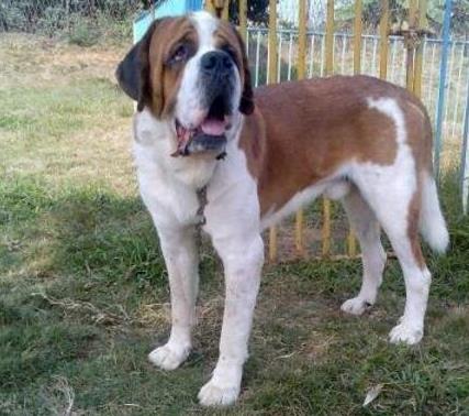 世界上最大的十個(gè)狗品種排名,大丹犬、俄羅斯高加索犬很霸氣