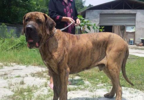 世界上最大的十個(gè)狗品種排名,大丹犬、俄羅斯高加索犬很霸氣