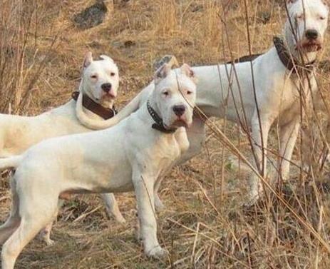 世界上最大的十個(gè)狗品種排名,大丹犬、俄羅斯高加索犬很霸氣