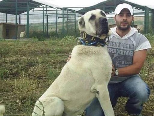 世界上最大的十個(gè)狗品種排名,大丹犬、俄羅斯高加索犬很霸氣