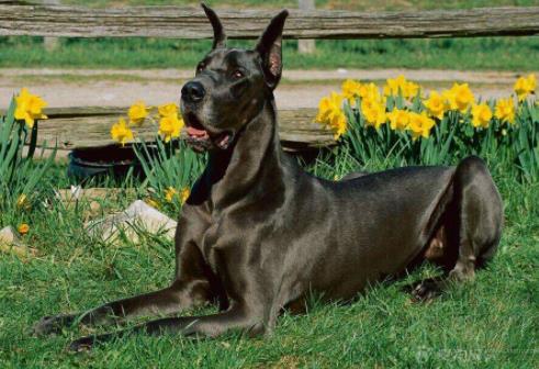 世界上最大的十個(gè)狗品種排名,大丹犬、俄羅斯高加索犬很霸氣