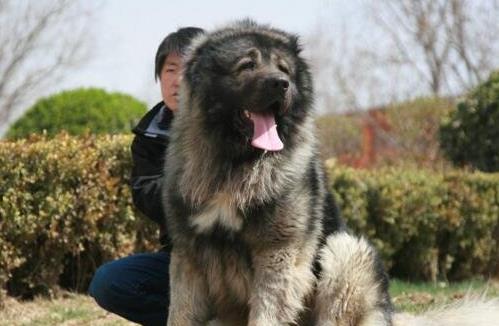世界上最大的十個(gè)狗品種排名,大丹犬、俄羅斯高加索犬很霸氣