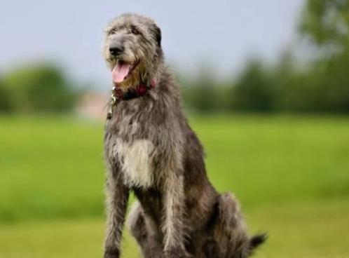 世界上最大的十個(gè)狗品種排名,大丹犬、俄羅斯高加索犬很霸氣