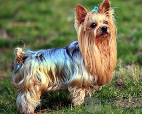 世界十大小型犬排名,迷你雪納瑞是優(yōu)良家庭犬,比熊犬嬌小強(qiáng)健