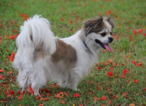 世界十大小型犬排名,迷你雪納瑞是優(yōu)良家庭犬,比熊犬嬌小強(qiáng)健