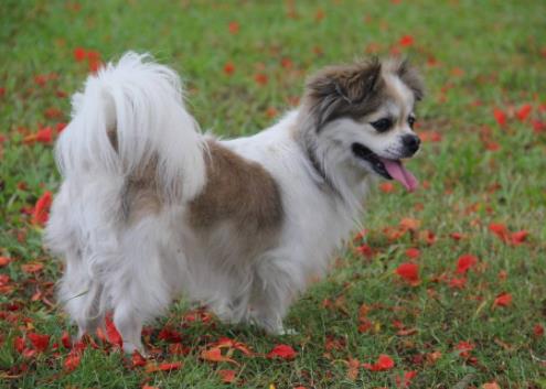世界十大小型犬排名,迷你雪納瑞是優(yōu)良家庭犬,比熊犬嬌小強(qiáng)健