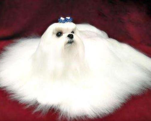 世界十大小型犬排名,迷你雪納瑞是優(yōu)良家庭犬,比熊犬嬌小強(qiáng)健