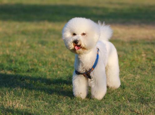 世界十大小型犬排名,迷你雪納瑞是優(yōu)良家庭犬,比熊犬嬌小強(qiáng)健