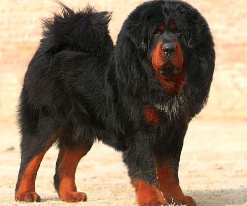 狗狗平均壽命排行榜,藏獒力大勇猛,北京犬代表勇氣和大膽
