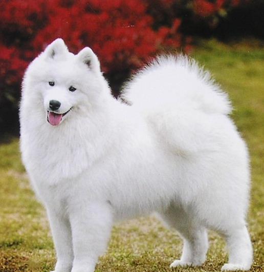 世界最具氣質(zhì)的十大名犬,薩摩耶高貴文雅,哈士奇人氣超高