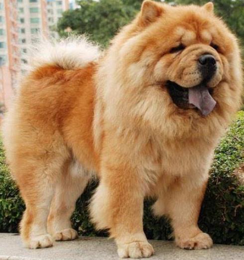 世界最具氣質(zhì)的十大名犬,薩摩耶高貴文雅,哈士奇人氣超高