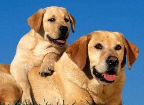 中國警犬品種排名,德國牧羊犬戰(zhàn)斗力強,杜伯文犬工作能力棒