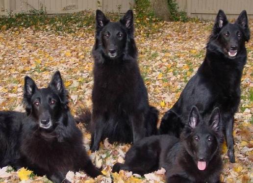 中國警犬品種排名,德國牧羊犬戰(zhàn)斗力強,杜伯文犬工作能力棒