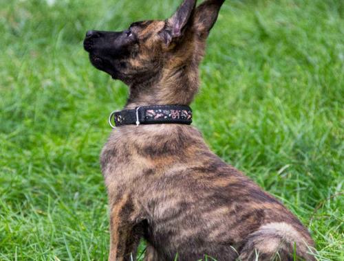 中國警犬品種排名,德國牧羊犬戰(zhàn)斗力強,杜伯文犬工作能力棒