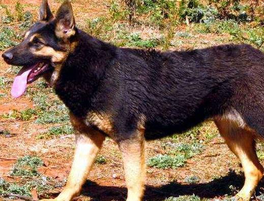 中國警犬品種排名,德國牧羊犬戰(zhàn)斗力強,杜伯文犬工作能力棒