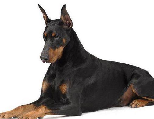 中國警犬品種排名,德國牧羊犬戰(zhàn)斗力強,杜伯文犬工作能力棒