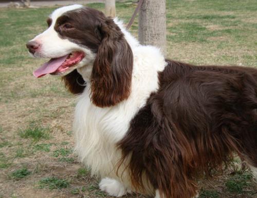 中國警犬品種排名,德國牧羊犬戰(zhàn)斗力強,杜伯文犬工作能力棒