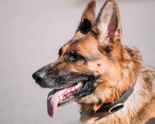 中國警犬品種排名,德國牧羊犬戰(zhàn)斗力強,杜伯文犬工作能力棒