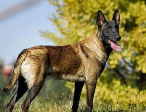 中國警犬品種排名,德國牧羊犬戰(zhàn)斗力強,杜伯文犬工作能力棒