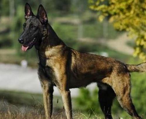 中國警犬品種排名,德國牧羊犬戰(zhàn)斗力強,杜伯文犬工作能力棒