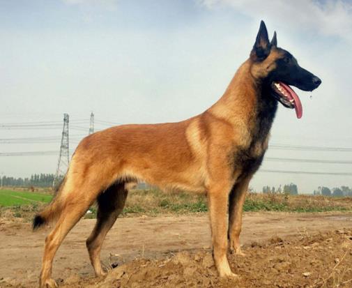 十大大型獵狗品種排名,比特犬殺傷力強,高加索犬咬合力強大