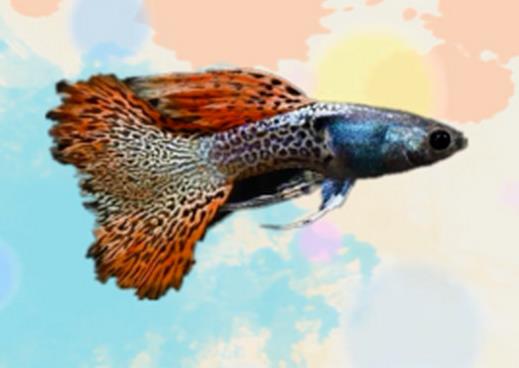 好看的孔雀魚品種排名,馬賽克孔雀魚、禮服孔雀魚很有特色