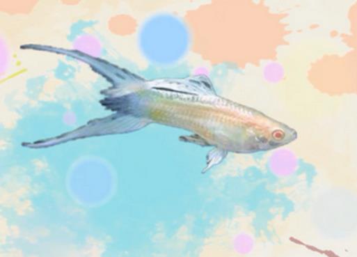 好看的孔雀魚品種排名,馬賽克孔雀魚、禮服孔雀魚很有特色