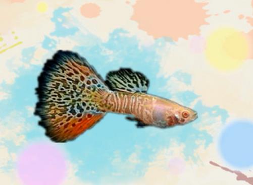 好看的孔雀魚品種排名,馬賽克孔雀魚、禮服孔雀魚很有特色