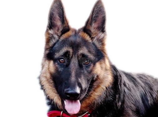 十大大型獵狗品種排名,比特犬殺傷力強,高加索犬咬合力強大