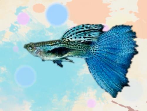 好看的孔雀魚品種排名,馬賽克孔雀魚、禮服孔雀魚很有特色