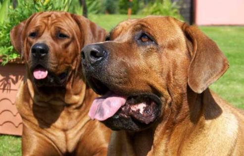 十大大型獵狗品種排名,比特犬殺傷力強,高加索犬咬合力強大