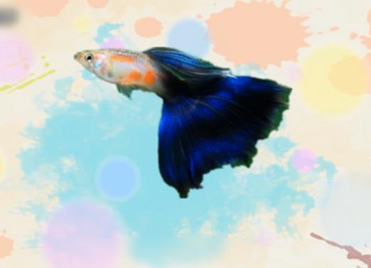 好看的孔雀魚品種排名,馬賽克孔雀魚、禮服孔雀魚很有特色
