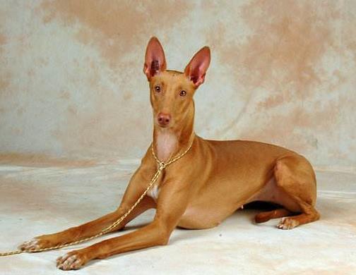 十大大型獵狗品種排名,比特犬殺傷力強,高加索犬咬合力強大
