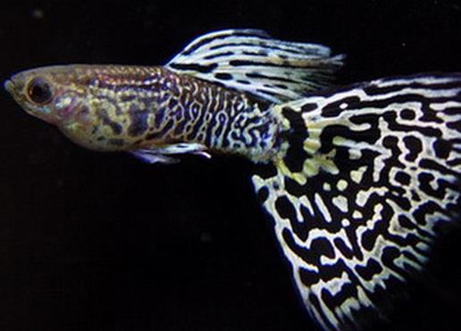 好看的孔雀魚品種排名,馬賽克孔雀魚、禮服孔雀魚很有特色