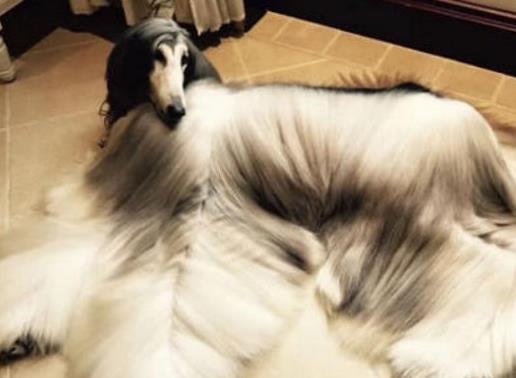 十大大型獵狗品種排名,比特犬殺傷力強,高加索犬咬合力強大