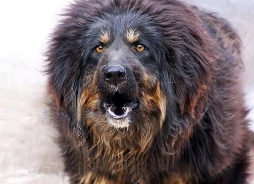 十大大型獵狗品種排名,比特犬殺傷力強,高加索犬咬合力強大