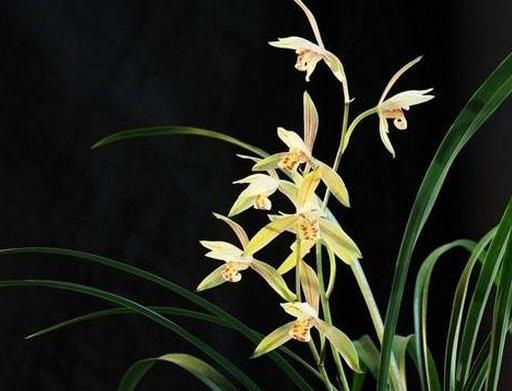 中國(guó)傳統(tǒng)十大名花排名,梅花是花中之魁,牡丹稱花中之王