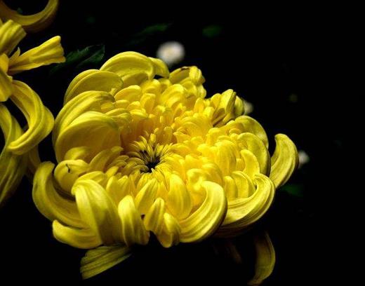 中國(guó)傳統(tǒng)十大名花排名,梅花是花中之魁,牡丹稱花中之王