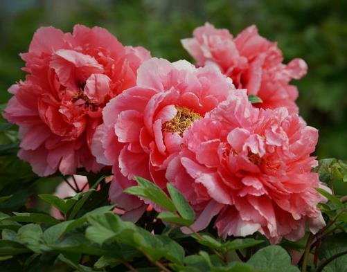 中國(guó)傳統(tǒng)十大名花排名,梅花是花中之魁,牡丹稱花中之王