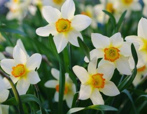 中國(guó)傳統(tǒng)十大名花排名,梅花是花中之魁,牡丹稱花中之王
