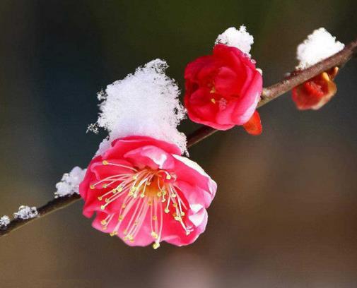 中國(guó)傳統(tǒng)十大名花排名,梅花是花中之魁,牡丹稱花中之王
