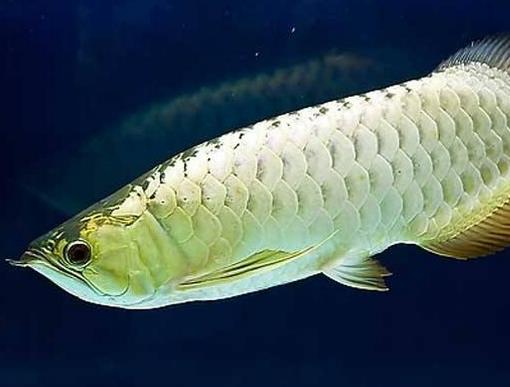 十大常見熱帶魚品種排名,綠巨人魚稱作“巨人珍珠”,成吉思汗魚強(qiáng)悍