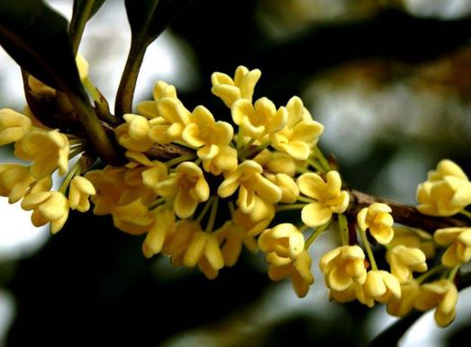 中國(guó)傳統(tǒng)十大名花排名,梅花是花中之魁,牡丹稱花中之王