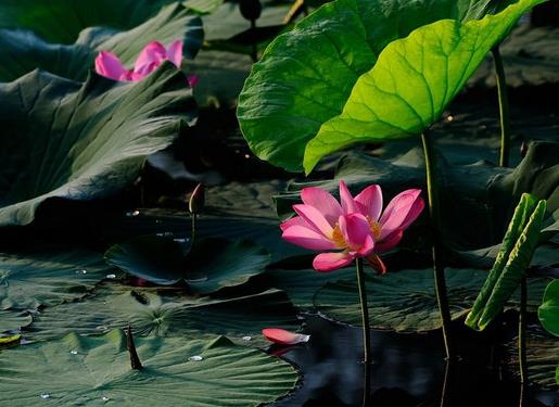 中國(guó)傳統(tǒng)十大名花排名,梅花是花中之魁,牡丹稱花中之王