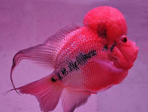 十大常見熱帶魚品種排名,綠巨人魚稱作“巨人珍珠”,成吉思汗魚強(qiáng)悍